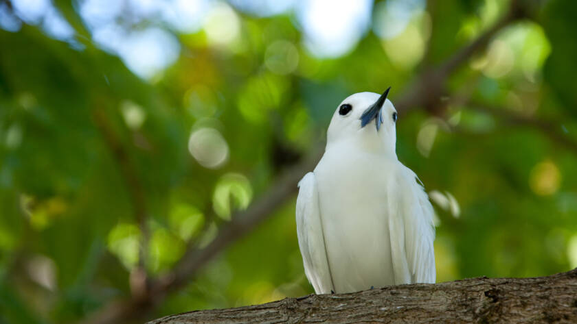 Fairy tern at Denis Island | Just Seychelles