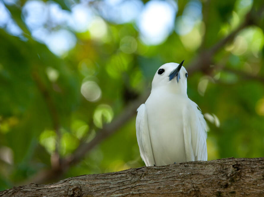 Fairy tern at Denis Island | Just Seychelles