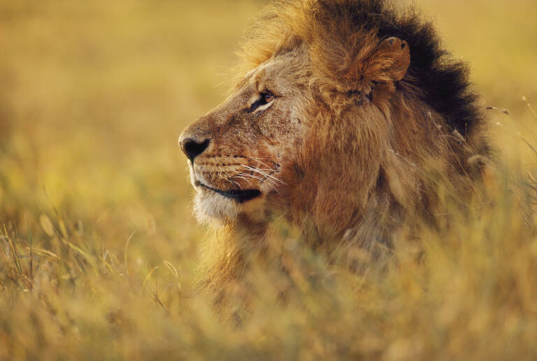 Kenya Male Lion