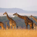 Combining a Seychelles holiday with an African safari