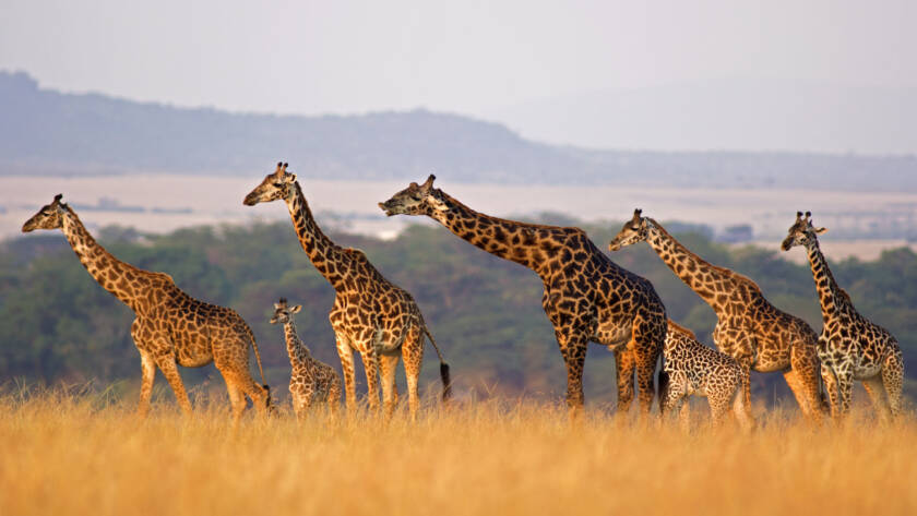 Giraffe in the Masai Mara, Kenya
