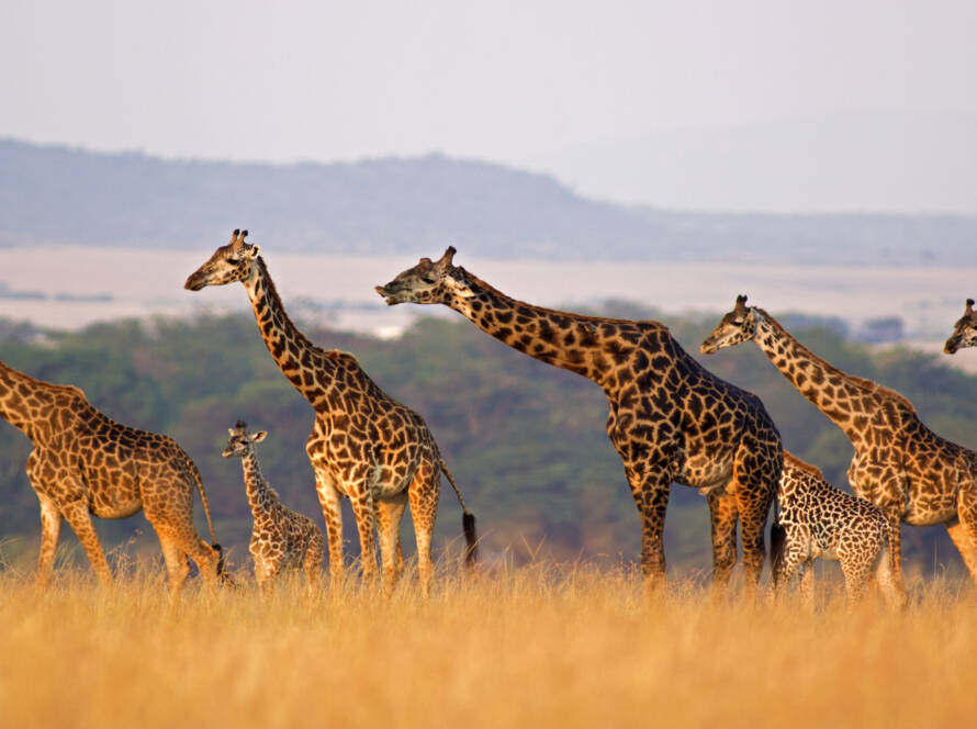 Giraffe in the Masai Mara, Kenya