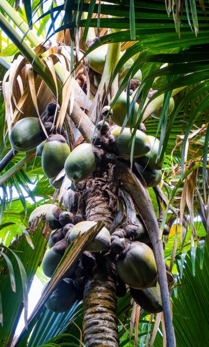 Coco De Mer Tree at Vallee De Mai Forest , Praslin | Just Seychelles
