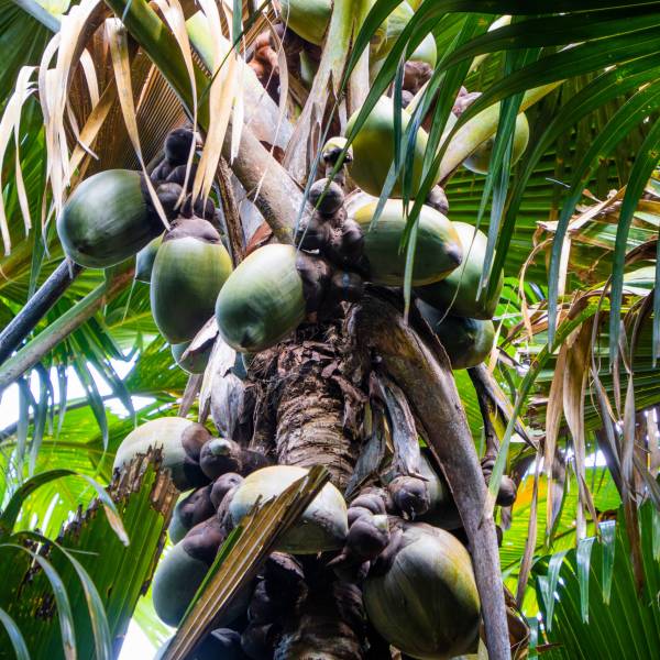 Coco De Mer Tree at Vallee De Mai Forest , Praslin | Just Seychelles