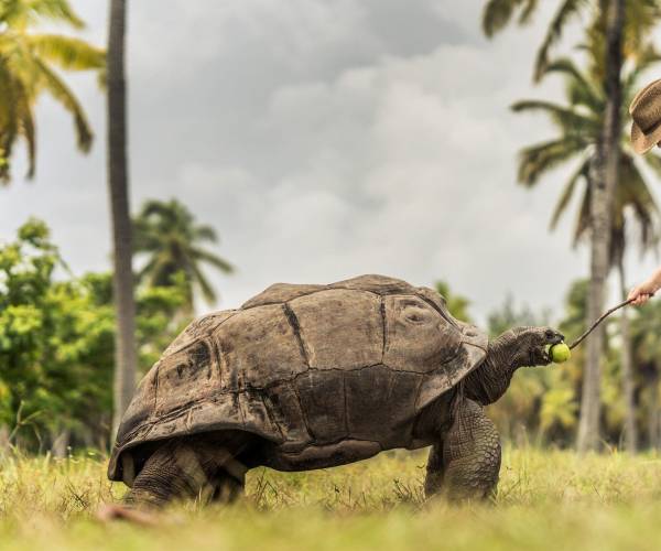 Giant tortoise on Desroches Island | Just Seychelles