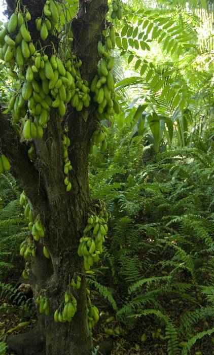 Fruit trees on the North Island | Just Seychelles