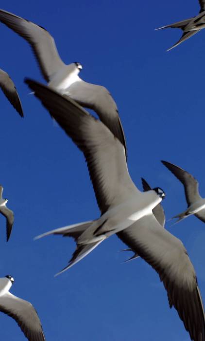 Bird Island Sooty Terns | Just Seychelles