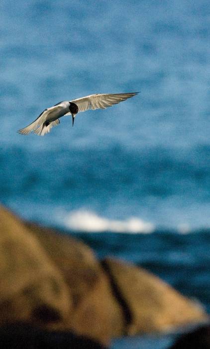 Roseate Terns at North Island | Just Seychelles
